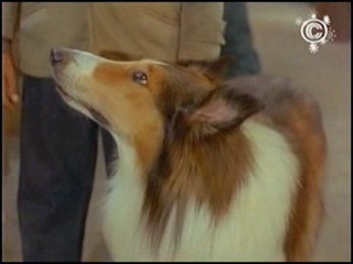 lassie. (the adventures of lassie and nicky).
