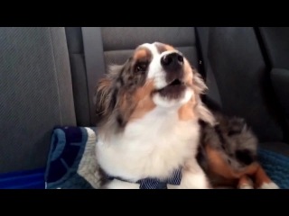 puppy sings along to his favorite song let it go