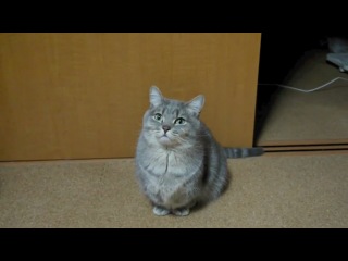 cat beggar)