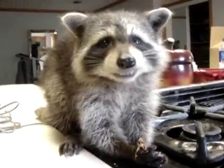 raccoon eats caramel