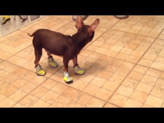 dog learning to walk in shoes