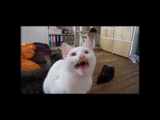 funny videos | funny cat videos | funny cats 2014