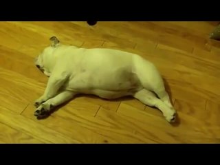 funny video. the dog sleeps and dreams.