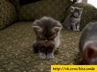 little kitten fell asleep standing up ==kisa smile== cool photos and videos with cats