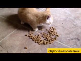 very hungry kitten ==kisa smile== cool photos and videos with cats