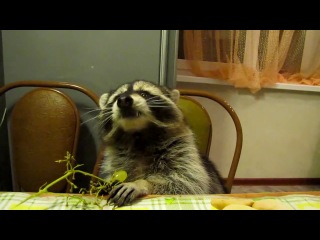 the raccoon eats grapes, you're welcome :)