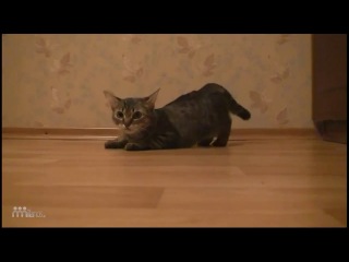 the fastest cat in the world (joke about a cat)