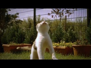cat in slow motion